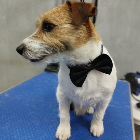 Piesek po pielęgnacji